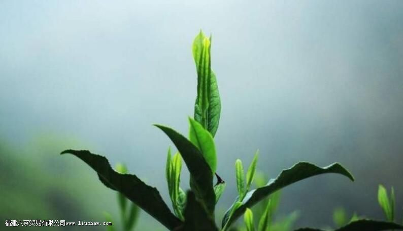 足而常乐,看淡而幸福 清茶一杯,独自享受 足而常乐,看淡而幸福 清茶一杯,独自享受