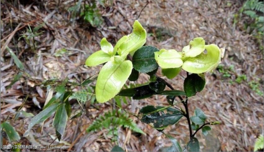 �������ô�γɵ�