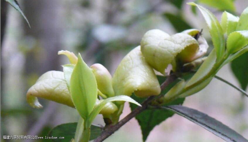 �������ô�γɵ�