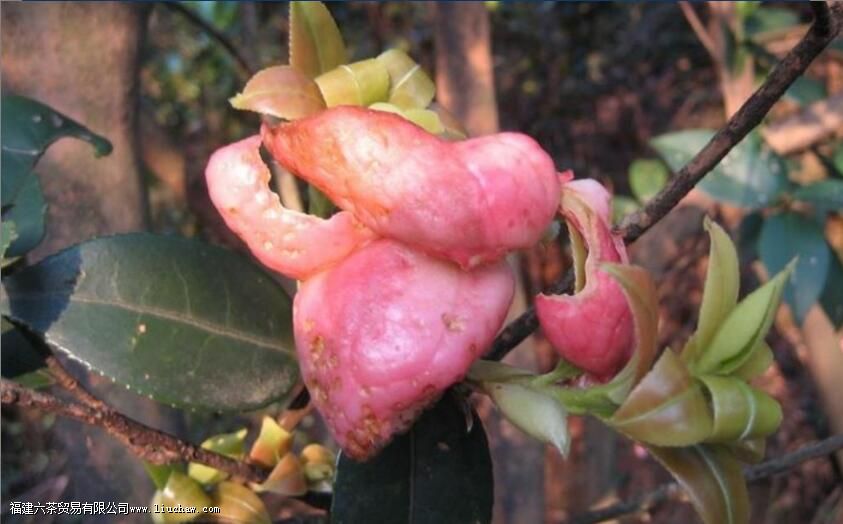 �������ô�γɵ�