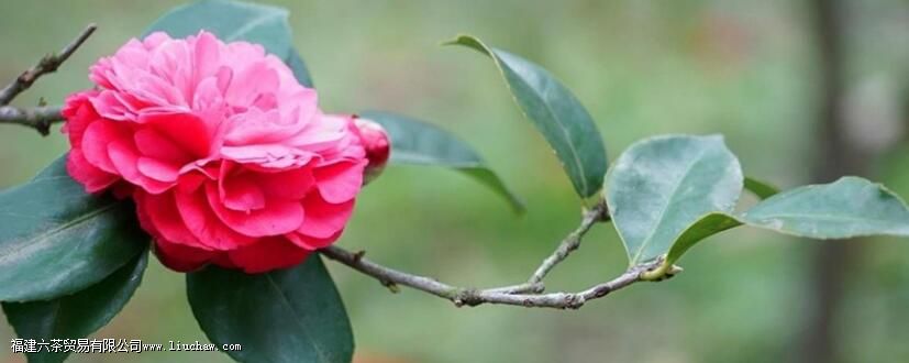 �軨����ζ��ʲôζ��