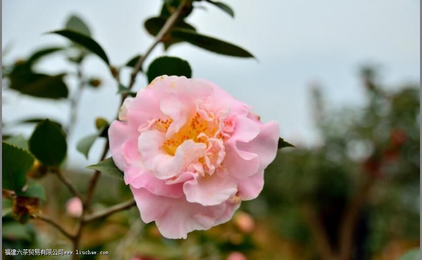 �軨����ζ��ʲôζ��