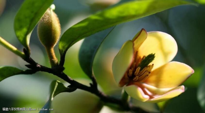 ��Ц������ֱ���ݲ���