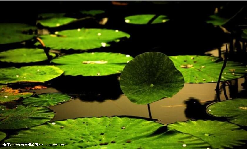 荷叶茶产地哪里最好 荷叶茶产地哪里最好