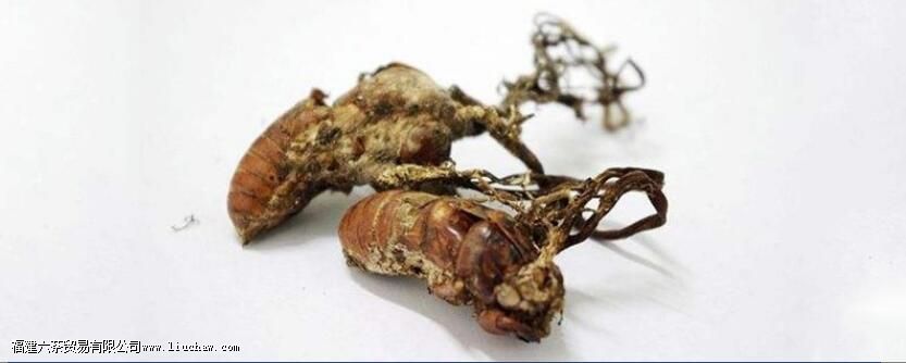 ������Ĺ�Ч������