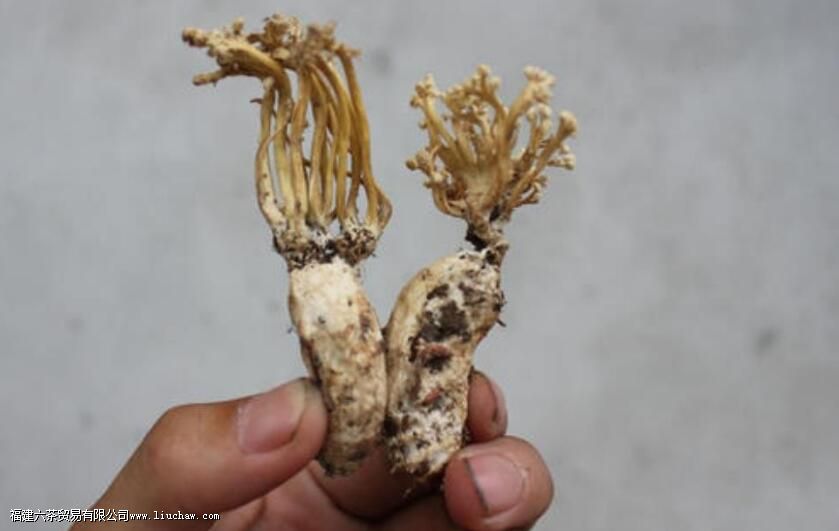 ������Ĺ�Ч������