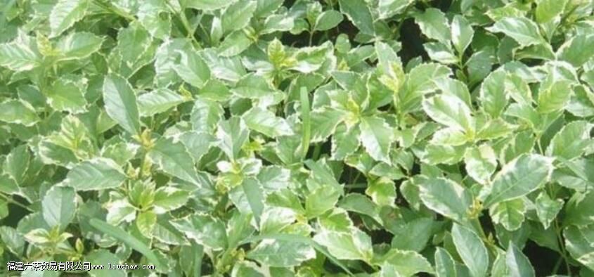 ���̲�Ҷ����������