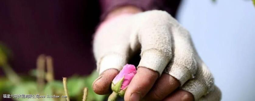 õ�廨����ֱ��ɹ��