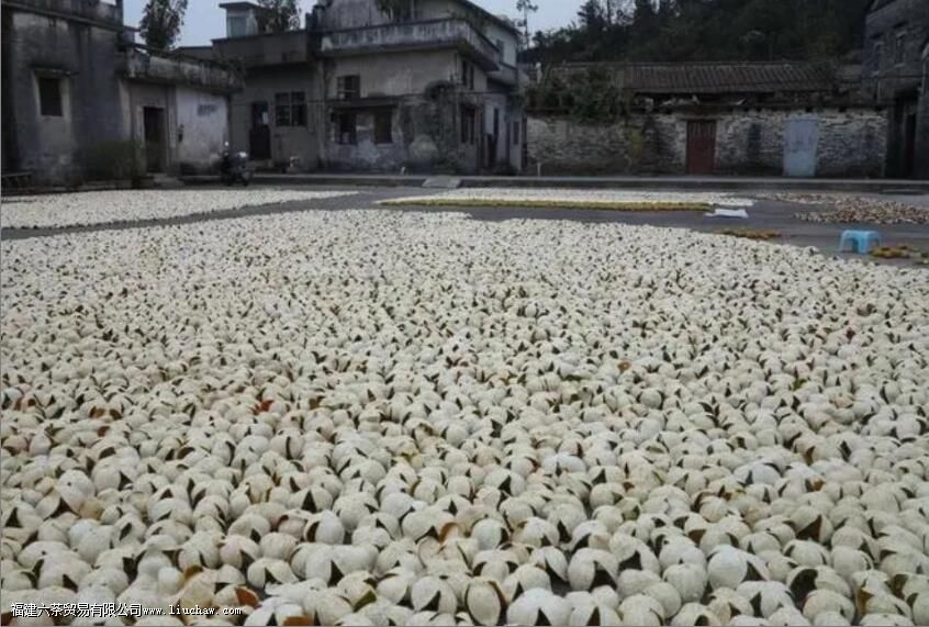 Ϊʲô��Ƥ��Ҫ����ɹ