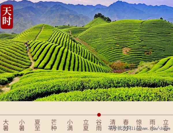 chayet02�²� ������ ��װ/���װ500g ����