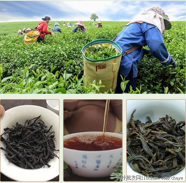 chayed07������Ҳ� 500g̼���Ҷ��������ɽ ��ɽ������ ����