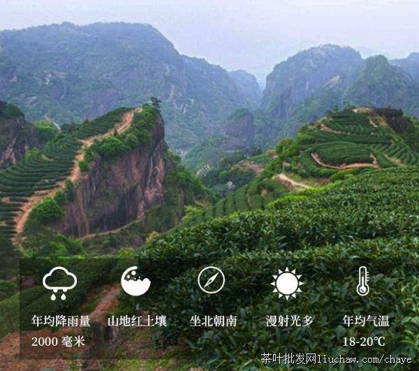 chayed07������Ҳ� 500g̼���Ҷ��������ɽ ��ɽ������ ����