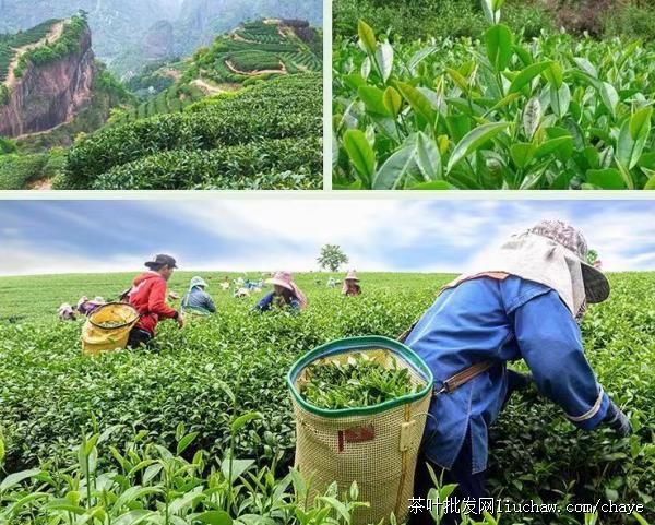 chayed04�²�Ũ���� ̼������� ��װ/���װ500g ����