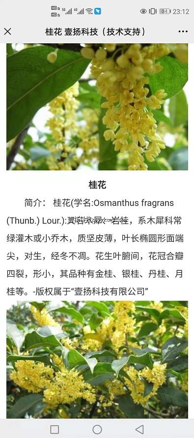 a07sp04 ��Ʒ˵�� ֲ��  ͼƬ+���� ��100Ԫ ����200Ԫ.