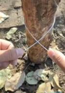 ��˿�ɰ�����