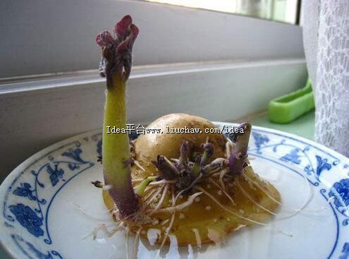 厨房 土豆发芽不能吃了就得扔掉?四种巧用发芽土豆的实用小妙招