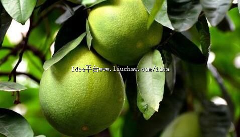 柚子皮的生活小妙用及药用价值 用于驱逐蚊虫效果好