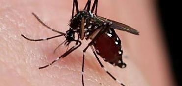 夏天蚊子猖獗 家庭防蚊驱蚊小妙招