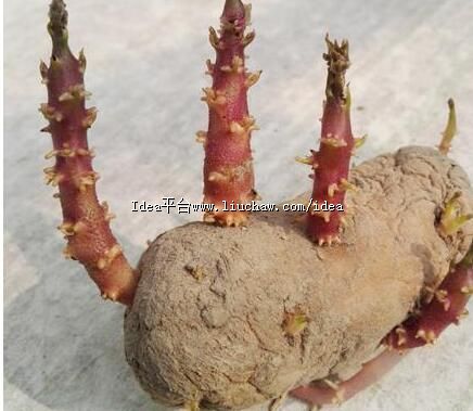 土豆发芽不能吃了就得扔掉?四种巧用发芽土豆的实用小妙招