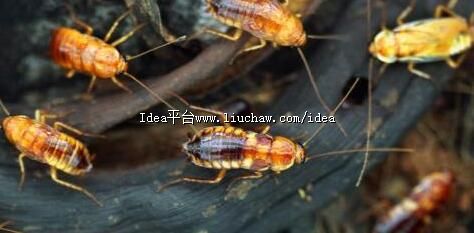 灭蟑螂还在只用蟑螂药吗 简单易学的居家灭蟑小妙招