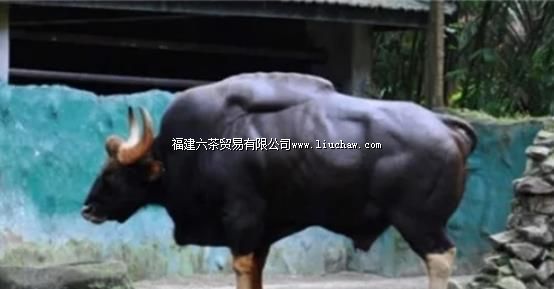 Ů��ȥ�������Σ�����һͷ��ţ��������ܺ�Ů������