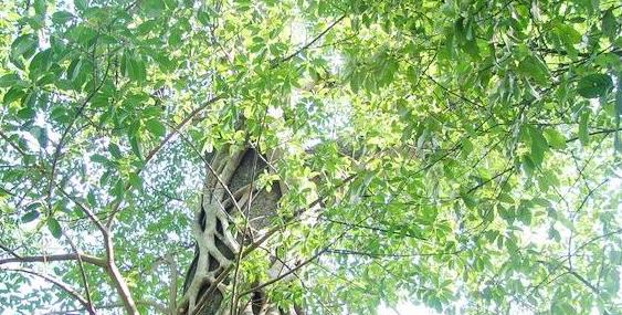 非洲旅行马达加斯加现实中的诺亚方舟之畅游马达加斯加旅游攻略