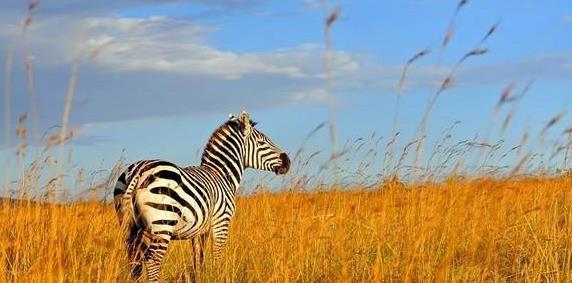 非洲旅行动物王国肯尼亚旅游攻略之行前准备参考旅游攻略