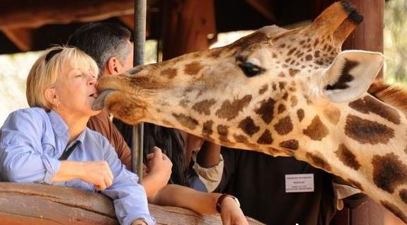 非洲旅行动物王国肯尼亚旅游攻略之内罗毕四季如春的天堂旅游攻略
