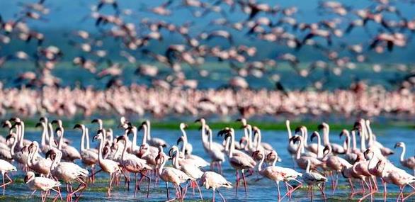 非洲旅行动物王国肯尼亚旅游攻略之纳库鲁和拉穆岛旅游攻略