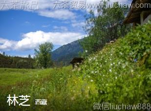 ����-��֥