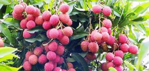 �㶫���л���֮����������֮�г̲ο�