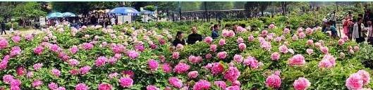 九朝古都国色天香地都洛阳旅游攻略行程线路推荐