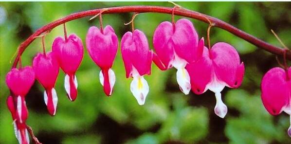 �ų��Ŷ���ɫ����ض��������ι�������ĵ��������