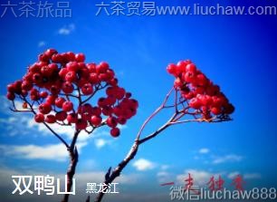 黑龙江-双鸭山....