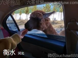 �ӱ�-��ˮ��