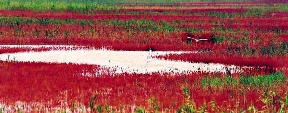 ɽ�����лƺ��뺣�ڿ������ι����������ο�