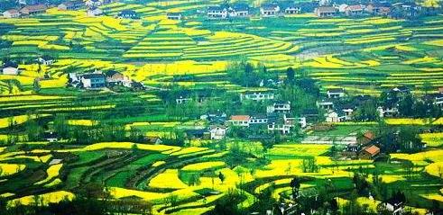 陕西旅行油菜花似海汉中旅游攻略花开的地方