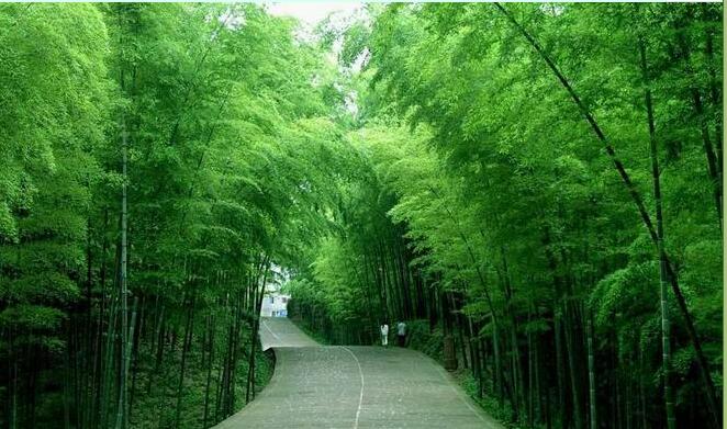四川宜宾蜀南竹海旅行须知