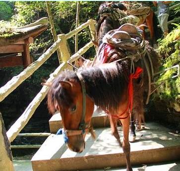 四川旅行生态休闲游广元米仓山攻略行程推荐