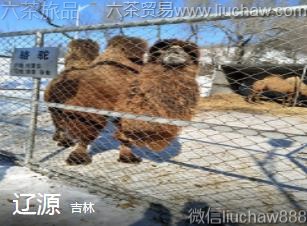 ����-��Դ��