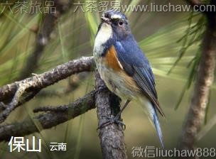 ����-��ɽ��