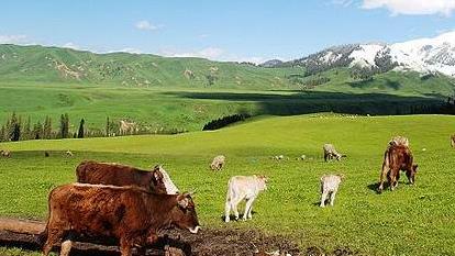 �½����й��㻨���������ι���֮����ο�