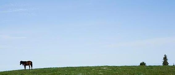 �½����й��㻨���������ι���֮������������