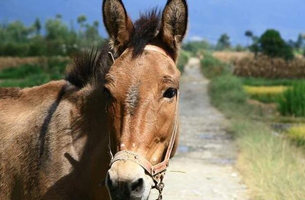 �������в�ɽ�����������βο�֮����