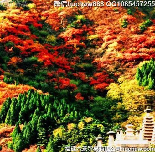 �й�ʮ�������ͺ�Ҷʤ��