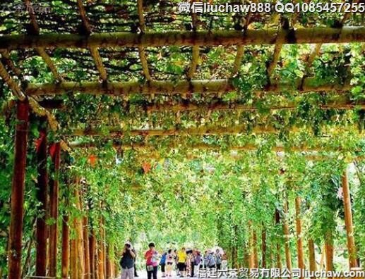 9�¹���ʮ����ɴ�����������