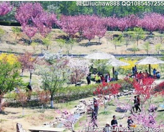 4月国内十大最令人向往的访春胜地