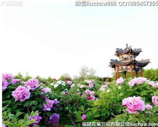 4月国内十大最佳踏青胜地