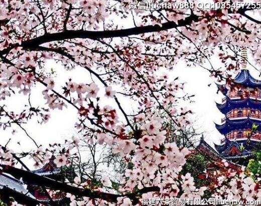 3月国内十大最美早春赏花攻略