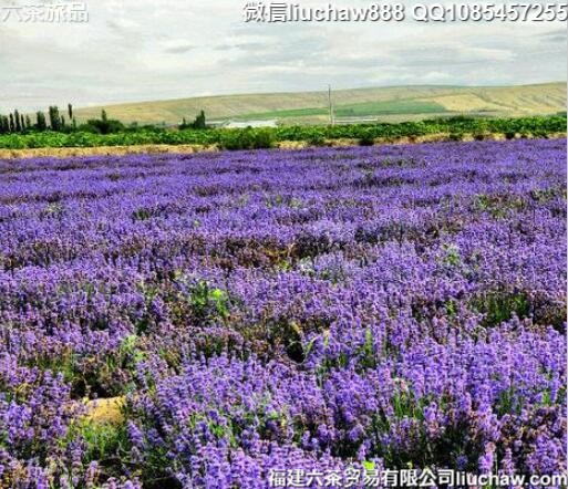 6����������Ƽ�����